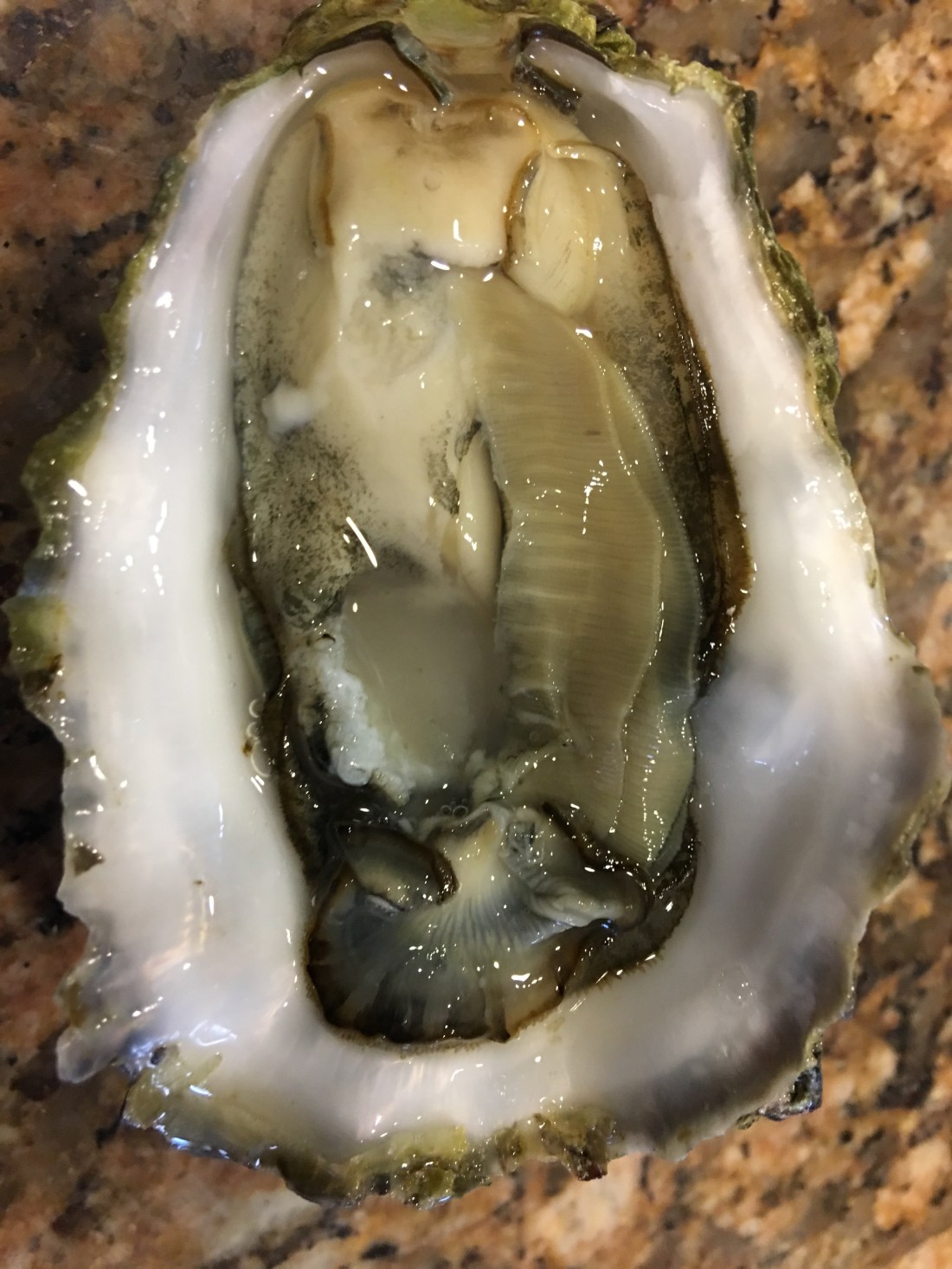 Netarts Bay Oyster