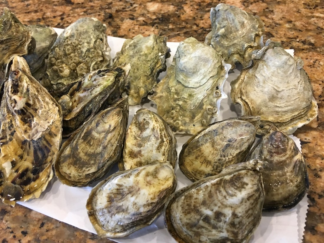 Sol  Azul, Calm Cove, Shigoku Oysters