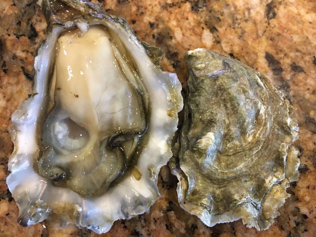 Calm Cove Oyster